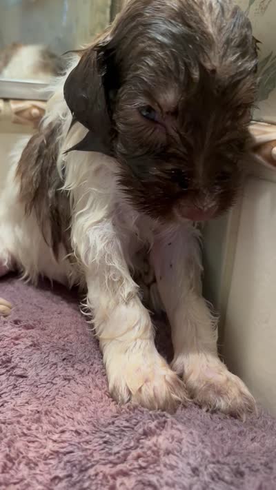 Adopt me ❤️HUG A  JOYPUP!!❤️, a male Great Pyrenees and Poodle - Standard  for sale in Thousand Oaks, CA – 9 of 9
