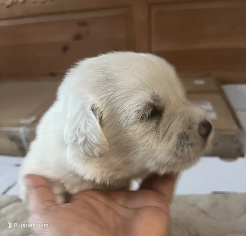 NEW LITTER! Adopt HUGGY gal standard ooodle Pyr mix – Great Pyrenees puppy for sale in Thousand Oaks, CA