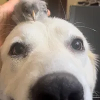 Adopt me ❤️HUG A  JOYPUP!!❤️, a  Great Pyrenees for sale in Thousand Oaks, CA – Photo 6 of 9