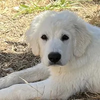 Adopt me ❤️HUG A  JOYPUP!!❤️, a  Great Pyrenees for sale in Thousand Oaks, CA – Photo 4 of 9