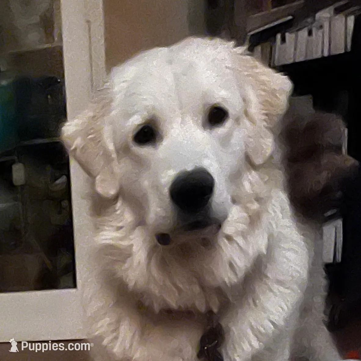Adopt me ❤️HUG A  JOYPUP!!❤️, a  Great Pyrenees for sale in Thousand Oaks, CA – Photo 8 of 9