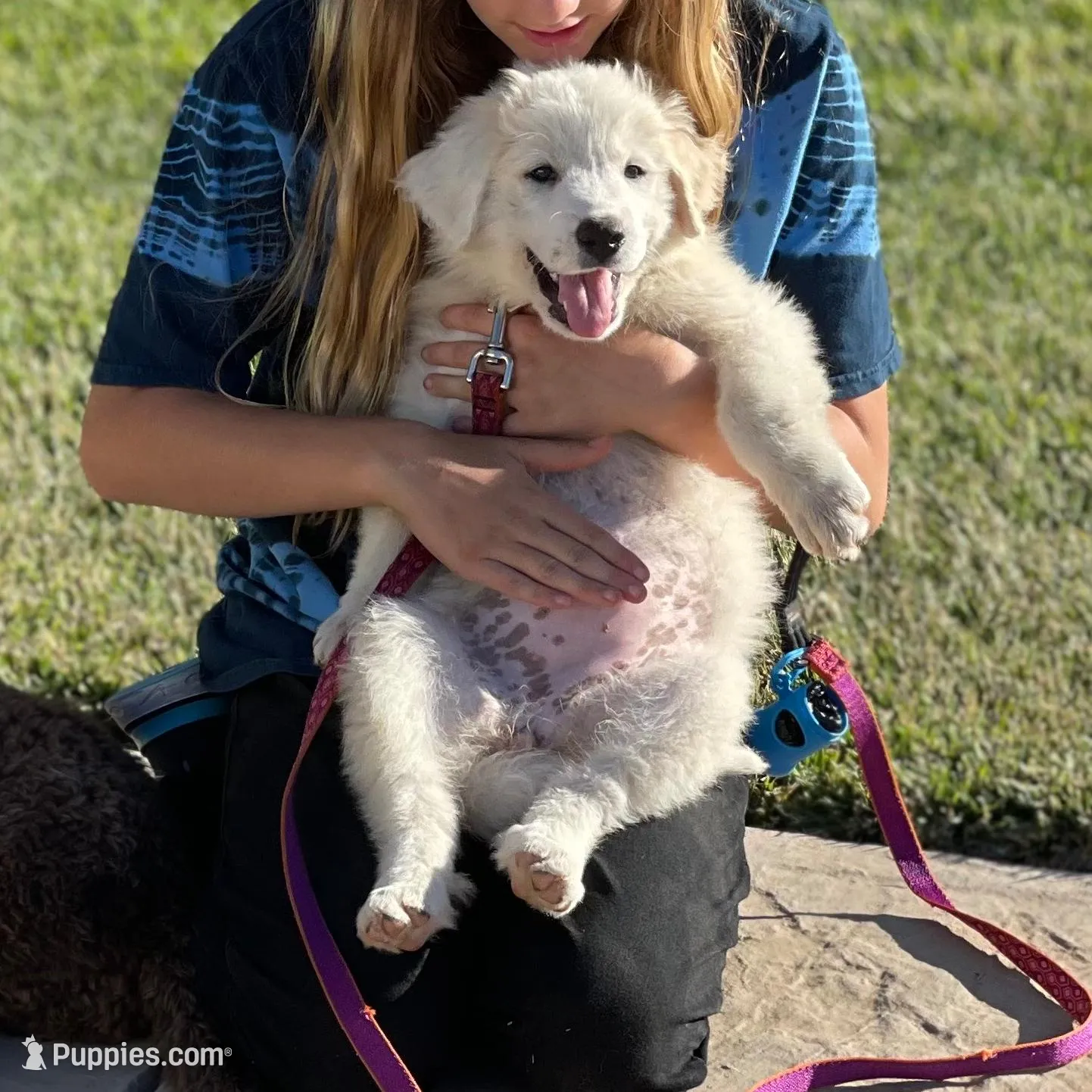 Adopt me ❤️HUG A  JOYPUP!!❤️, a  Great Pyrenees for sale in Thousand Oaks, CA – Photo 3 of 9