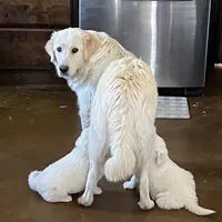 Adopt me ❤️HUG A  JOYPUP!!❤️, a  Great Pyrenees for sale in Thousand Oaks, CA – Photo 9 of 9