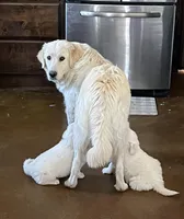 Adopt me ❤️HUG A  JOYPUP!!❤️, a  Great Pyrenees for sale in Thousand Oaks, CA – Photo 9 of 9