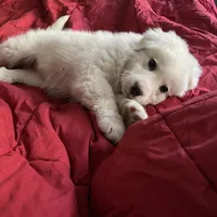 Adopt me ❤️HUG A  JOYPUP!!❤️, a  Great Pyrenees for sale in Thousand Oaks, CA – Photo 2 of 9