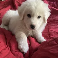 Adopt me ❤️HUG A  JOYPUP!!❤️, a  Great Pyrenees for sale in Thousand Oaks, CA – Photo 7 of 9
