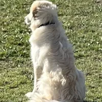 Adopt me ❤️HUG A  JOYPUP!!❤️, a  Great Pyrenees for sale in Thousand Oaks, CA – Photo 5 of 9