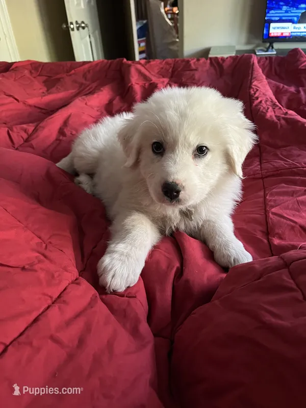 Adopt me ❤️HUG A  JOYPUP!!❤️