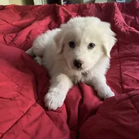Adopt me ❤️HUG A  JOYPUP!!❤️, a  Great Pyrenees for sale in Thousand Oaks, CA – Photo 1 of 9