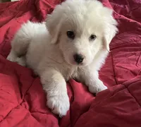 processed/97c3bc9f-b85f-442b-a773-34919ec921ab/listing/7372d4b6-8569-4e53-ae64-049e4ada4a9d/f1eb128e-7558-43fa-bc60-fd8b611256a9