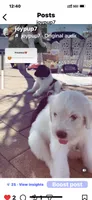 Adopt me ❤️HUG A  JOYPUP!!❤️, a male Great Pyrenees and Poodle - Standard  for sale in Thousand Oaks, CA – 3 of 5