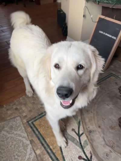 NEW LITTER! Adopt HUGGY gal standard ooodle Pyr mix, a female Great Pyrenees for sale in Thousand Oaks, CA – 3 of 4