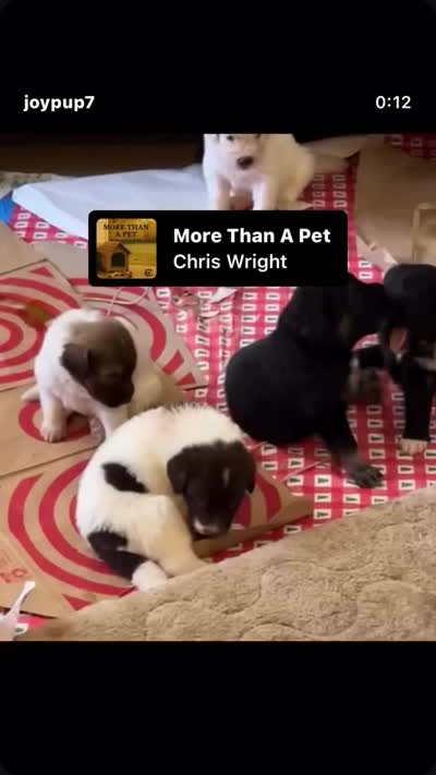 NEW LITTER! Adopt HUGGY gal standard ooodle Pyr mix, a female Great Pyrenees for sale in Thousand Oaks, CA – 4 of 4