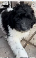 GEEBEE good boy!, a male Pyredoodle for sale in Thousand Oaks, CA – 2 of 3