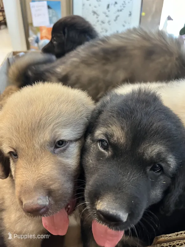 SEE MY BOOTS! & blue eyes!❤️ – Great Pyrenees puppy for sale in Thousand Oaks, CA