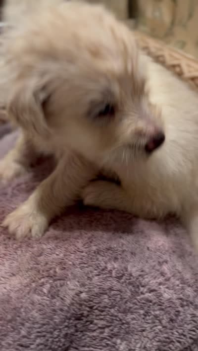 Adopt me ❤️HUG A  JOYPUP!!❤️, a male Great Pyrenees and Poodle - Standard  for sale in Thousand Oaks, CA – 8 of 9