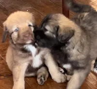 SEE MY BOOTS! & blue eyes!❤️, a male Great Pyrenees for sale in Thousand Oaks, CA – 3 of 3