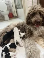 NEW LITTER! Adopt HUGGY gal standard ooodle Pyr mix, a female Great Pyrenees for sale in Thousand Oaks, CA – 2 of 4