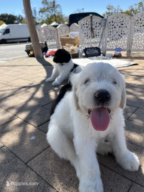 Adopt me ❤️HUG A  JOYPUP!!❤️ – Great Pyrenees, Poodle - Standard  puppy for sale in Thousand Oaks, CA