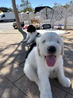 Adopt me ❤️HUG A  JOYPUP!!❤️, a male Great Pyrenees and Poodle - Standard  for sale in Thousand Oaks, CA – 1 of 5