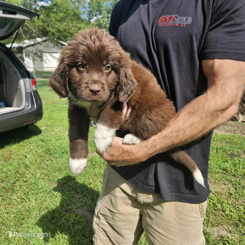 Newfie Red Collar – Newfoundland puppy for sale in Lizella, GA