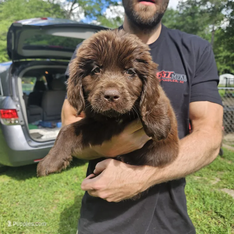 Newfie Purple – Newfoundland puppy for sale in Lizella, GA