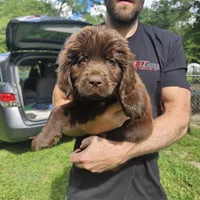 Newfie Purple, a female Newfoundland for sale in Lizella, GA – 1 of 1