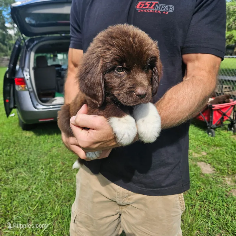 Newfie Orange Collar – Newfoundland puppy for sale in Lizella, GA