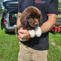 Newfie Orange Collar, a female Newfoundland for sale in Lizella, GA – 1 of 1