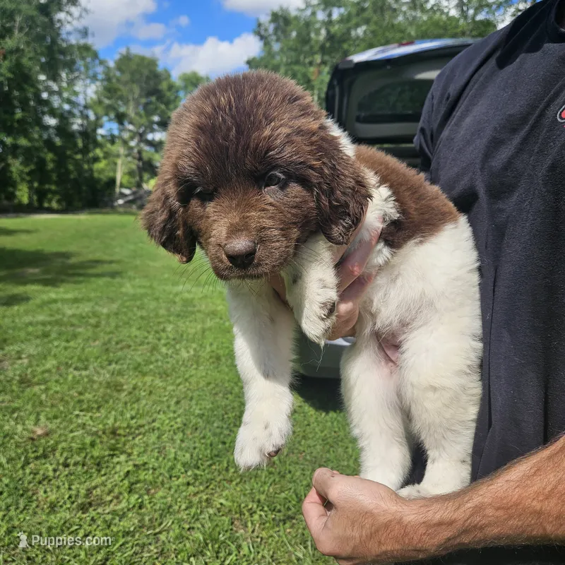 Newfie Pink Collar – Newfoundland puppy for sale in Lizella, GA