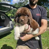 Newfie Blue Collar, a male Newfoundland for sale in Lizella, GA – 1 of 1