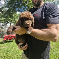 Newfie Green Collar, a male Newfoundland for sale in Lizella, GA – 1 of 1