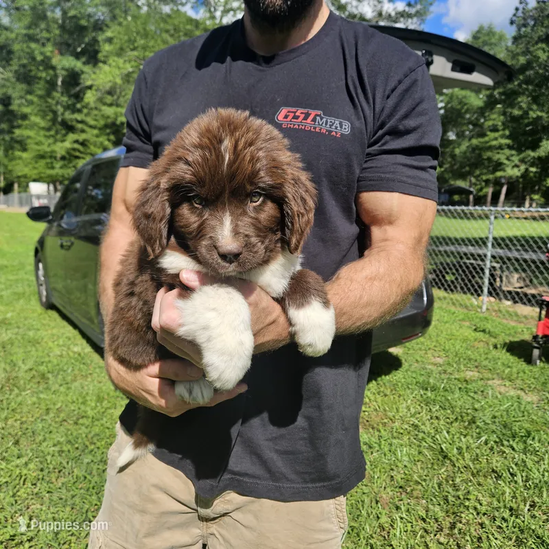 Newfie Yellow Collar – Newfoundland puppy for sale in Lizella, GA