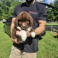 Newfie Yellow Collar, a female Newfoundland for sale in Lizella, GA – 1 of 1
