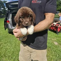 Newfie Orange Collar, a female Newfoundland for sale in Lizella, GA – 1 of 1