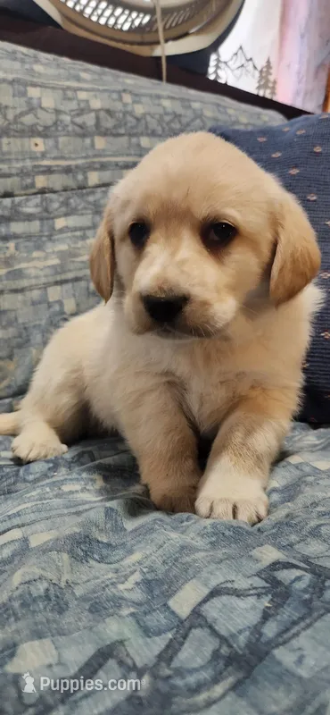 Spunk , a male Labrador Retriever for sale in Loysville, PA – Photo 1 of 2