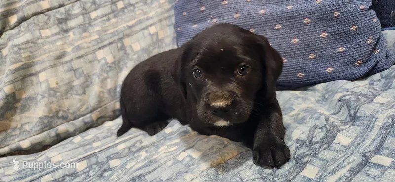 Petunia , a female Labrador Retriever for sale in Loysville, PA – Photo 1 of 1