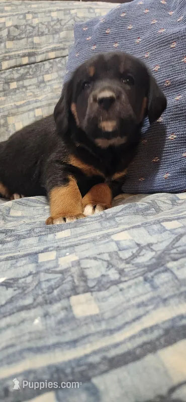 Pansie, a female Labrador Retriever for sale in Loysville, PA – Photo 1 of 2