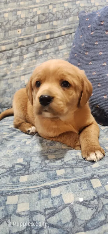 Spud – Labrador Retriever puppy for sale in Loysville, PA