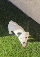 Brutus, a male Jack Russell Terrier for sale in Las Vegas, NV – Photo 2 of 6