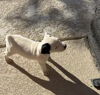 Brutus, a male Jack Russell Terrier for sale in Las Vegas, NV – Photo 5 of 6