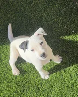 Brutus, a male Jack Russell Terrier for sale in Las Vegas, NV – Photo 1 of 6