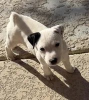 Brutus, a male Jack Russell Terrier for sale in Las Vegas, NV – Photo 4 of 6