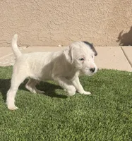 Snoopy , a male Jack Russell Terrier for sale in Las Vegas, NV – Photo 5 of 5
