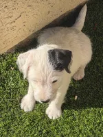 Snoopy , a male Jack Russell Terrier for sale in Las Vegas, NV – Photo 1 of 5