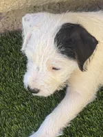 Snoopy , a male Jack Russell Terrier for sale in Las Vegas, NV – Photo 4 of 5