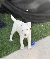 Whitey, a male Jack Russell Terrier for sale in Las Vegas, NV – Photo 3 of 8