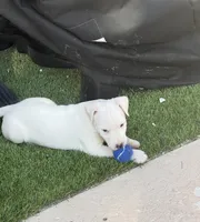 Whitey, a male Jack Russell Terrier for sale in Las Vegas, NV – Photo 1 of 8