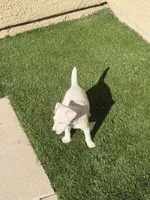 Whitey, a male Jack Russell Terrier for sale in Las Vegas, NV – Photo 8 of 8