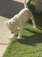 Whitey, a male Jack Russell Terrier for sale in Las Vegas, NV – Photo 6 of 8